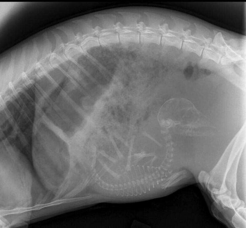 Who lives in the little house: X-rays of pregnant animals Who lives in the little house: X-rays of pregnant animals