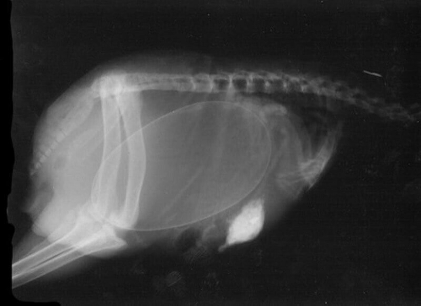 Who lives in the little house: X-rays of pregnant animals Who lives in the little house: X-rays of pregnant animals