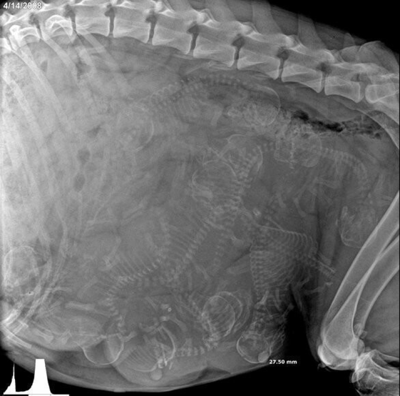 Who lives in the little house: X-rays of pregnant animals Who lives in the little house: X-rays of pregnant animals