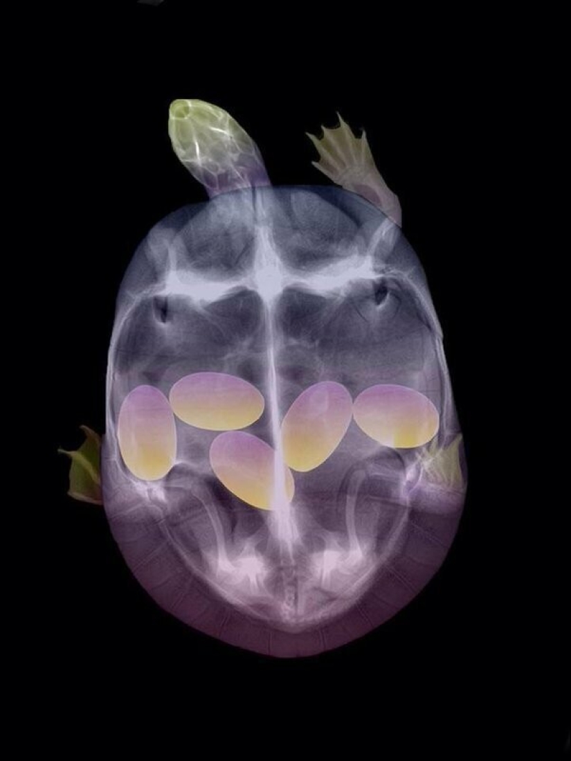 Who lives in the little house: X-rays of pregnant animals Who lives in the little house: X-rays of pregnant animals
