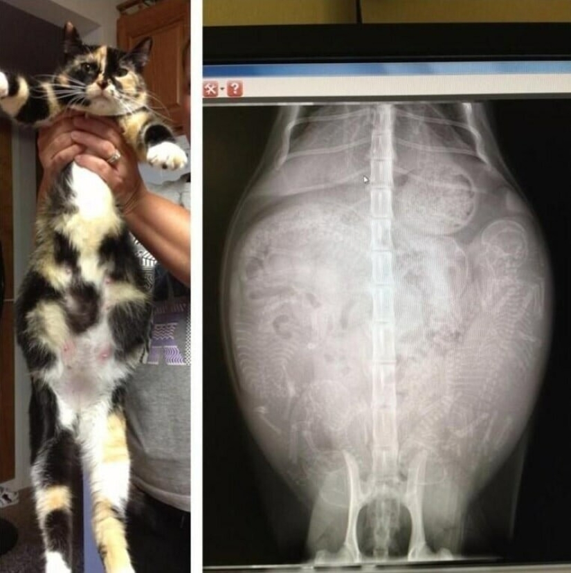 Who lives in the little house: X-rays of pregnant animals Who lives in the little house: X-rays of pregnant animals