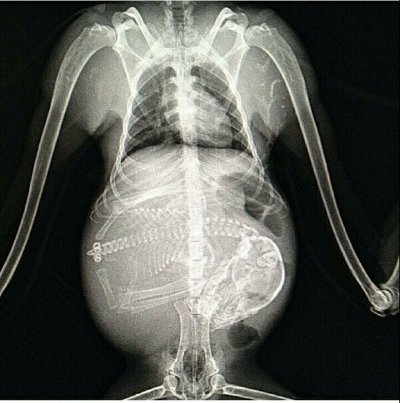 Who lives in the little house: X-rays of pregnant animals Who lives in the little house: X-rays of pregnant animals