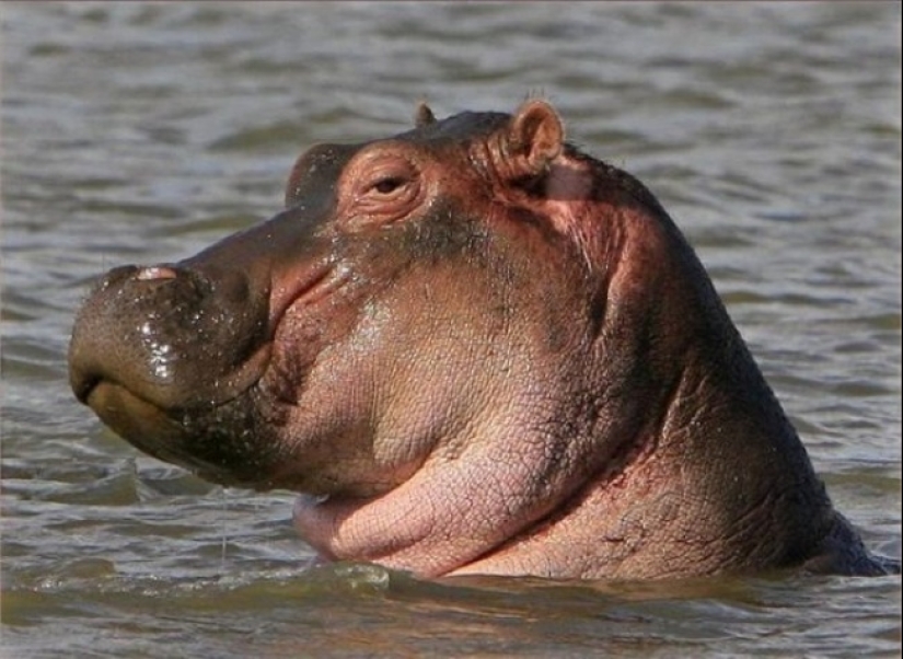 Who said that animals can't smile? Who said that animals can't smile?