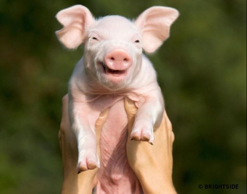 Who said that animals can't smile? Who said that animals can't smile?