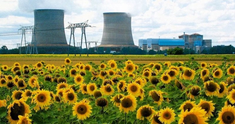 Why are sunflowers planted in places of nuclear disasters Why are sunflowers planted in places of nuclear disasters