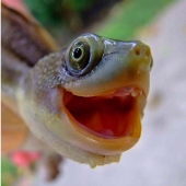 Why are turtles better than cats