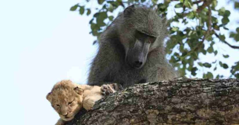 Why baboons steal little cubs Why baboons steal little cubs