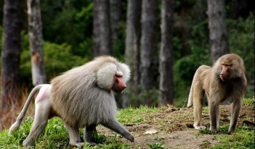 Why baboons steal little cubs Why baboons steal little cubs