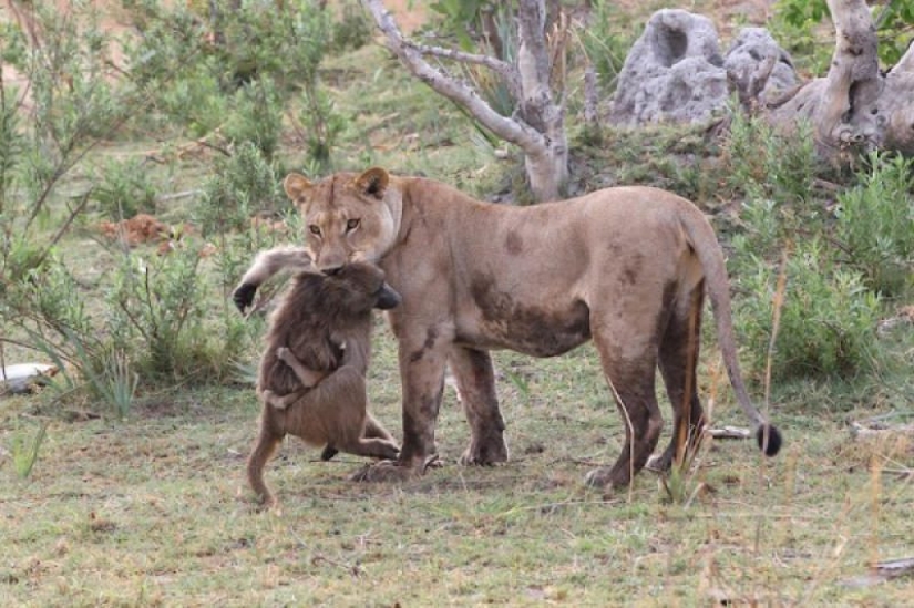 Why baboons steal little cubs Why baboons steal little cubs