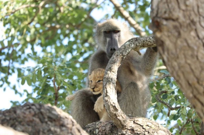 Why baboons steal little cubs Why baboons steal little cubs