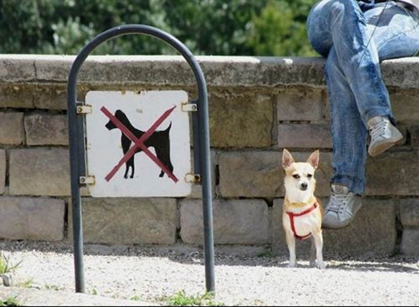 Why cats are better than dogs