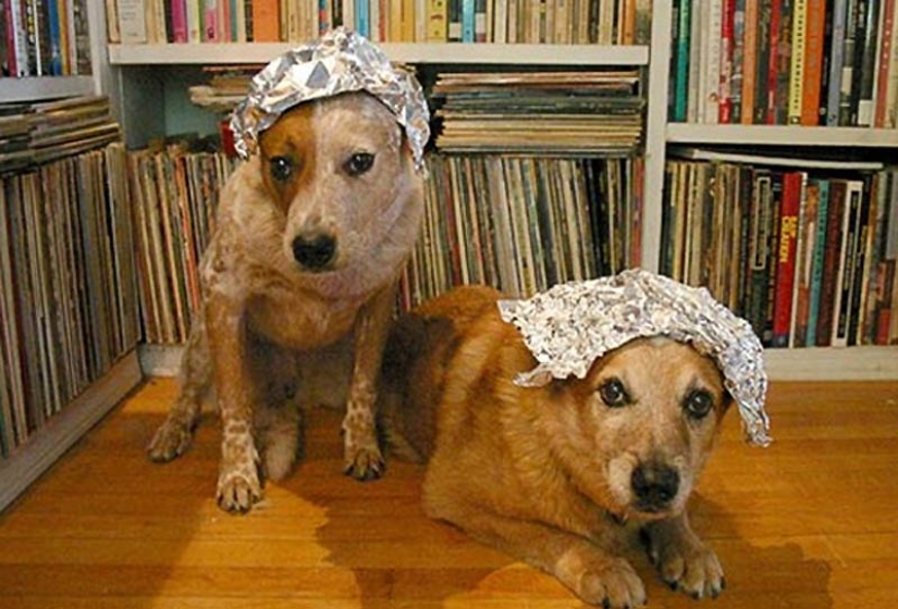 Why cats are better than dogs