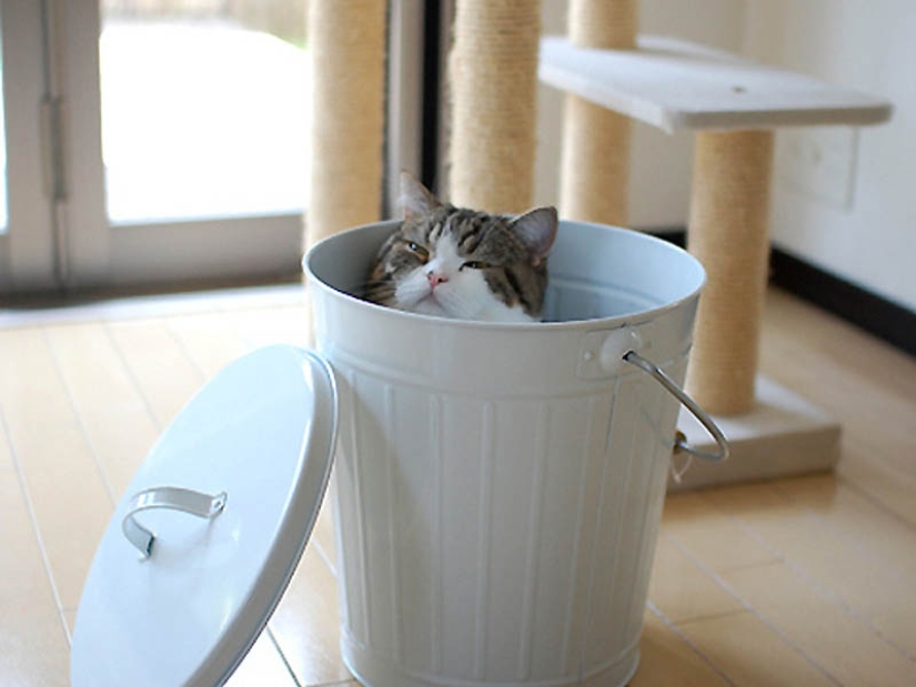 Why cats are better than dogs