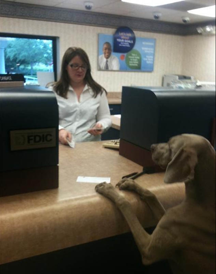 Why cats are better than dogs