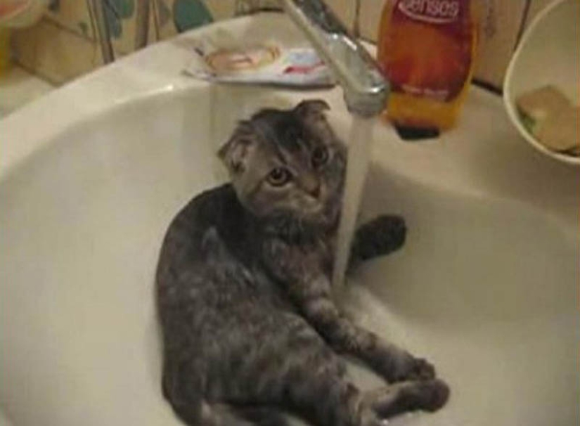 Why cats are better than dogs