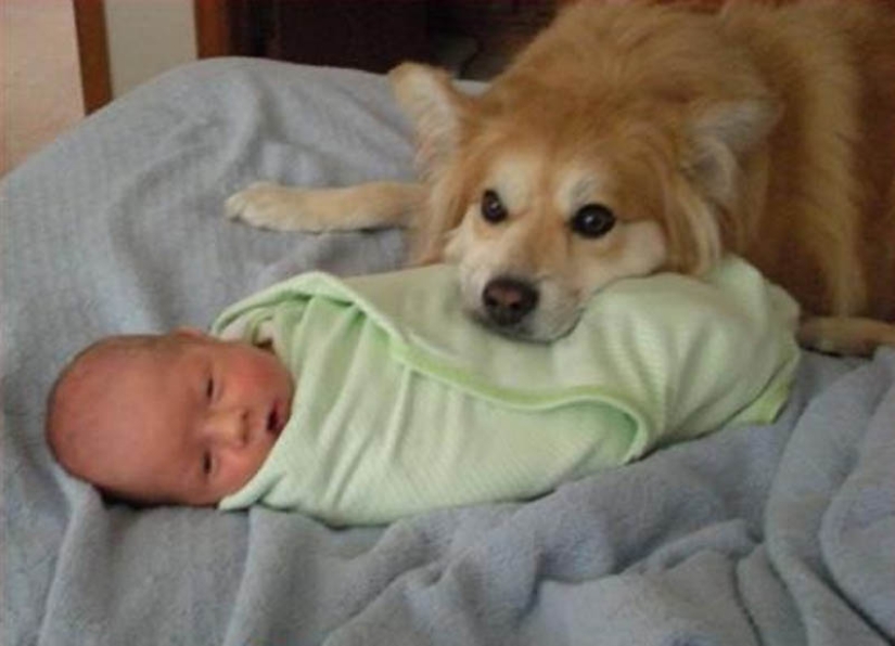 Why cats are better than dogs