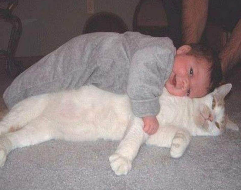 Why cats are better than dogs