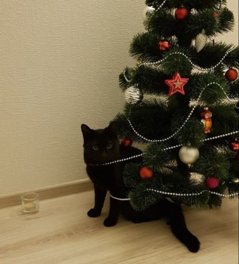 Why cats so attracted to Christmas trees? Why cats so attracted to Christmas trees?