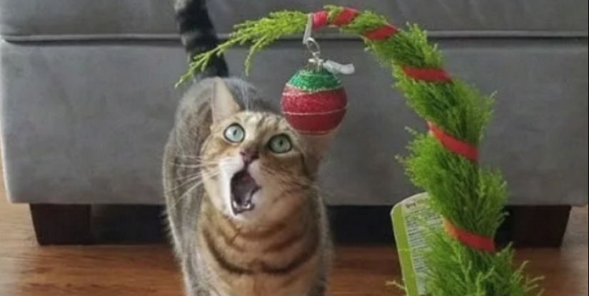 Why cats so attracted to Christmas trees? Why cats so attracted to Christmas trees?