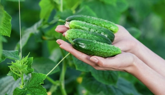 Why cucumbers are covered with pimples