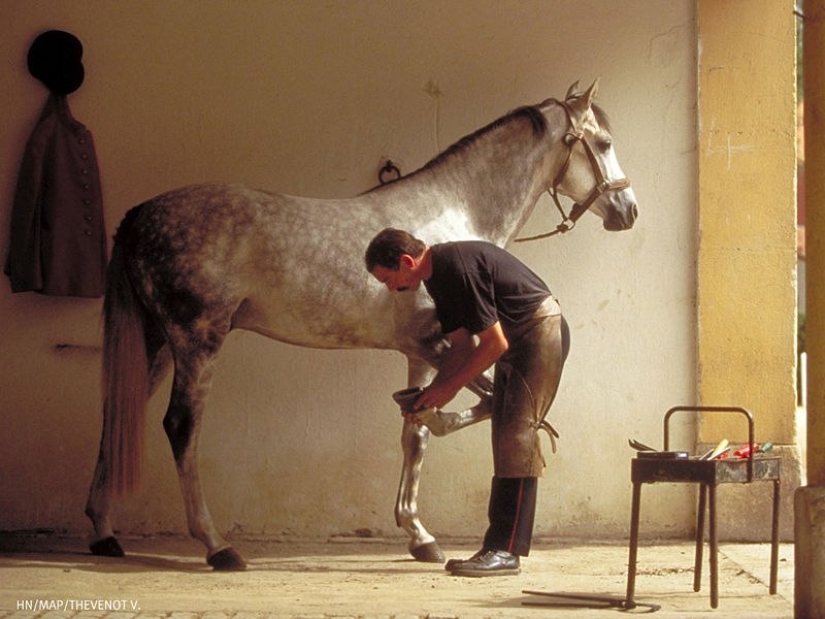 Why did man start shoeing horses?