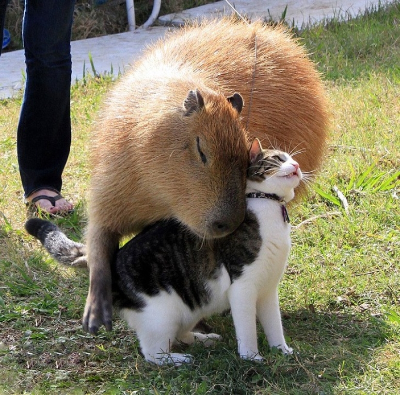 Why do all animals love capybaras