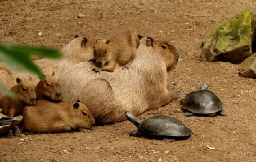 Why do all animals love capybaras