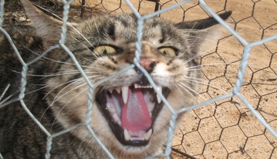 Why do Australians need a "great wall" against cats