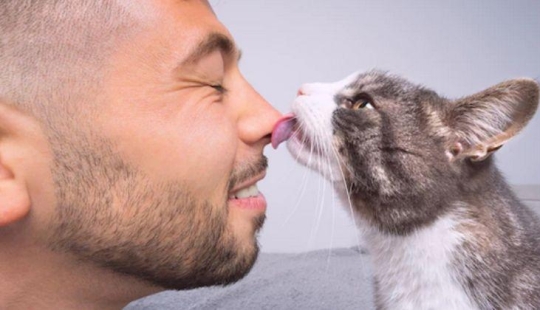 Why do cats lick people's faces Why do cats lick people's faces