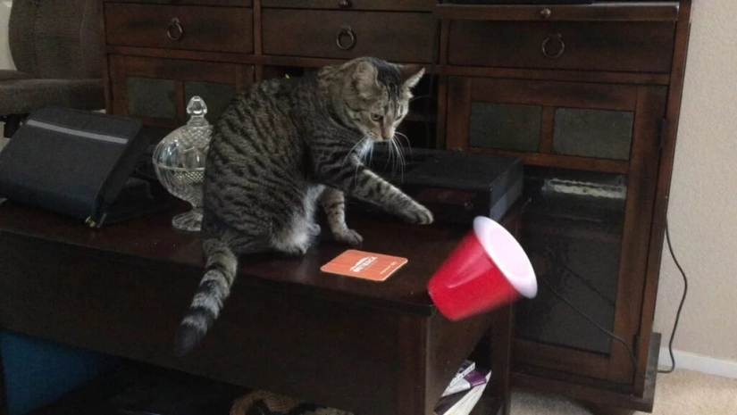 Why do cats throw objects off the table, and is it worth fighting it? Why do cats throw objects off the table, and is it worth fighting it?