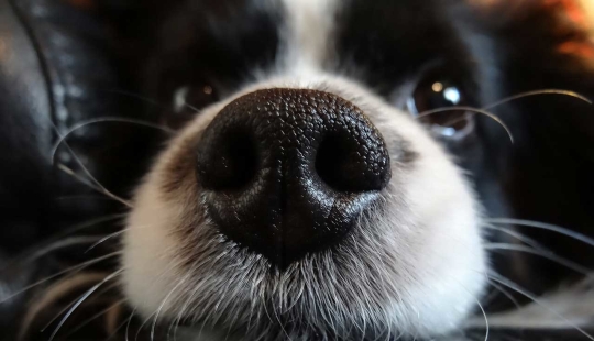 Why do dogs have wet and cold noses? Why do dogs have wet and cold noses?
