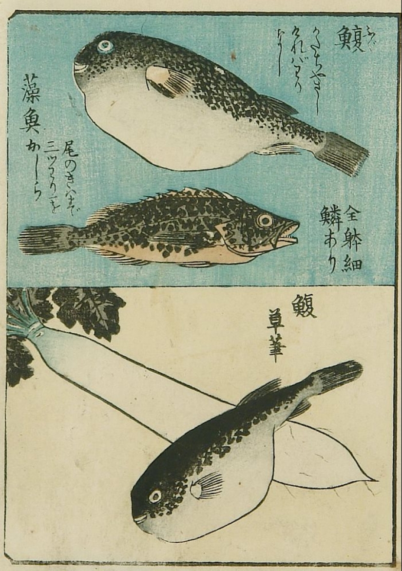 Why do gourmets value the deadly puffer fish and what risks do they take?