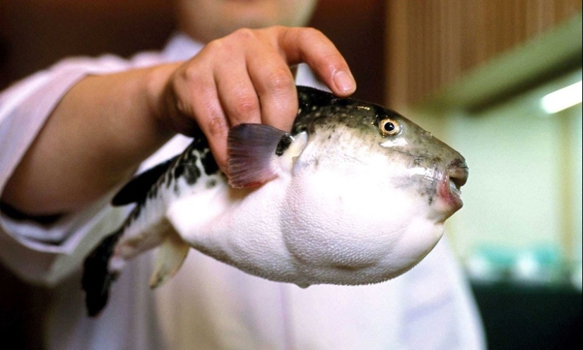 Why do gourmets value the deadly puffer fish and what risks do they take?
