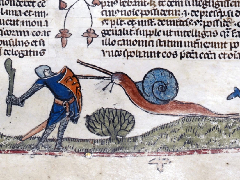 Why do medieval drawings show snails fighting knights?