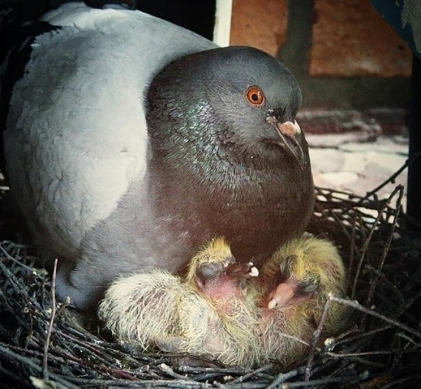 Why do we never see baby pigeons? Why do we never see baby pigeons?