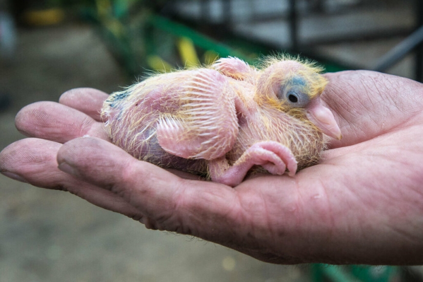 Why do we never see baby pigeons? Why do we never see baby pigeons?