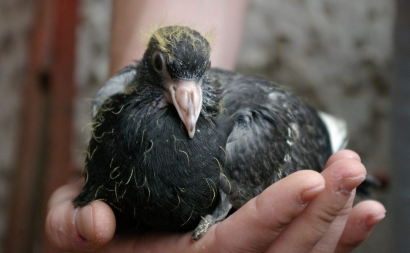 Why do we never see baby pigeons? Why do we never see baby pigeons?