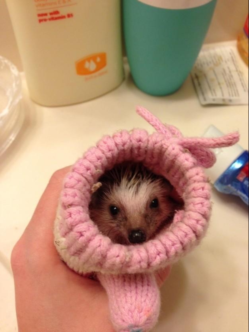 Why hedgehogs are better than cats