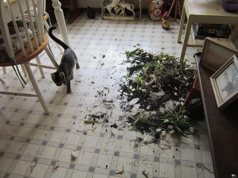 Why hedgehogs are better than cats