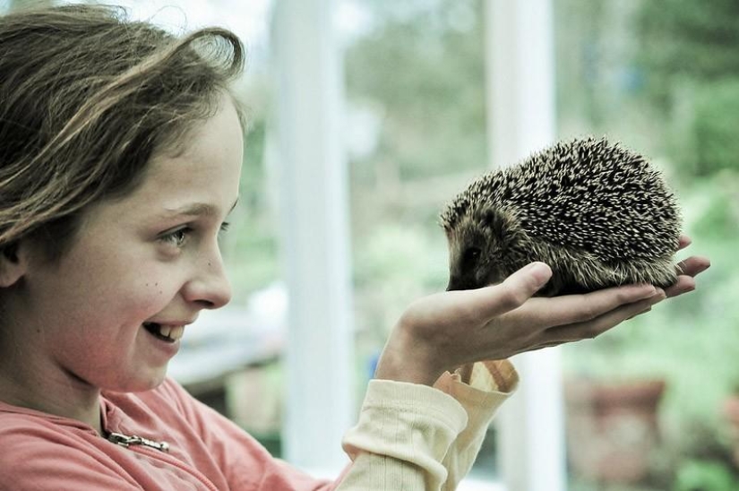 Why hedgehogs are better than cats