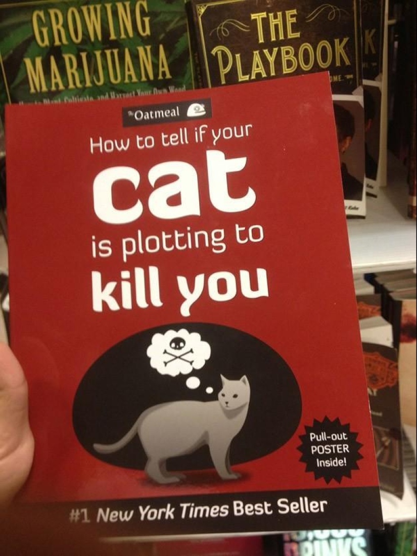 Why hedgehogs are better than cats