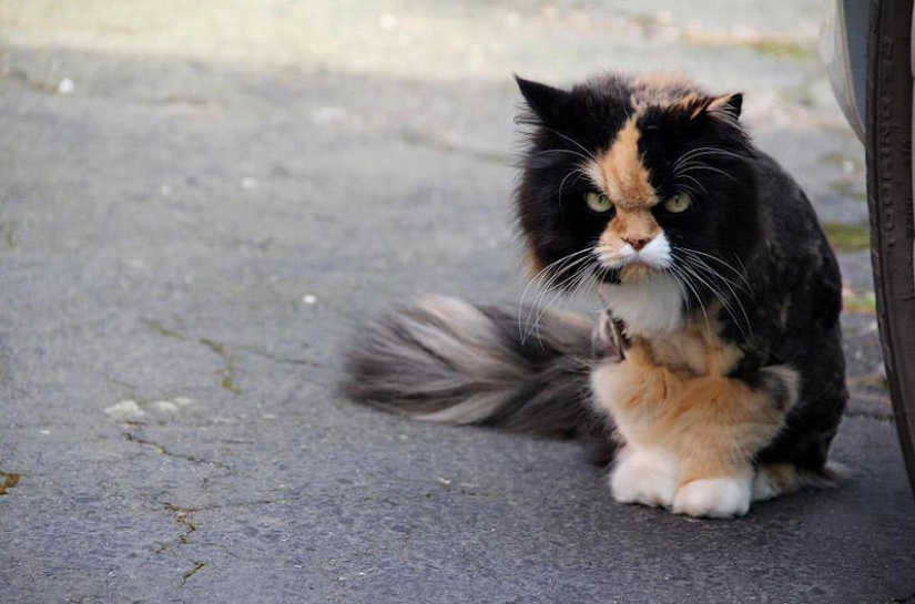 Why hedgehogs are better than cats