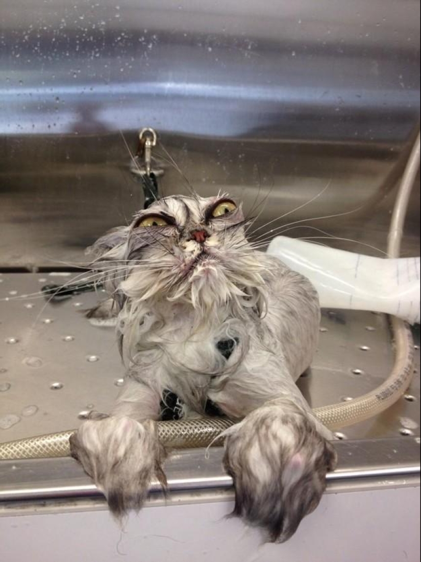 Why hedgehogs are better than cats