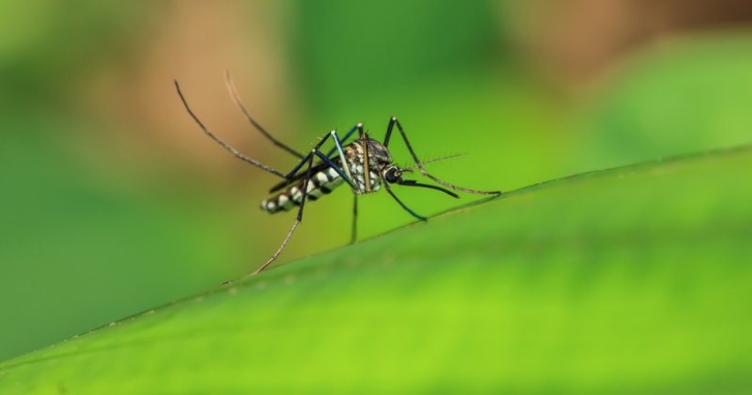 Why humanity can't get rid of mosquitoes