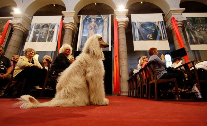 Why in many cultures dogs were considered unclean animals Why in many cultures dogs were considered unclean animals