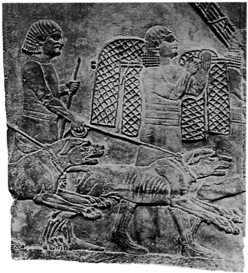 Why in many cultures dogs were considered unclean animals Why in many cultures dogs were considered unclean animals