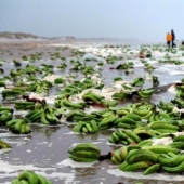 Why in the old days sailors categorically refused to take bananas on board