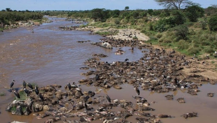 Why is Africa the Mara river annually kills thousands of animals Why is Africa the Mara river annually kills thousands of animals
