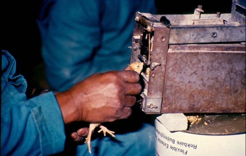 Why is it better to buy white and not brown eggs