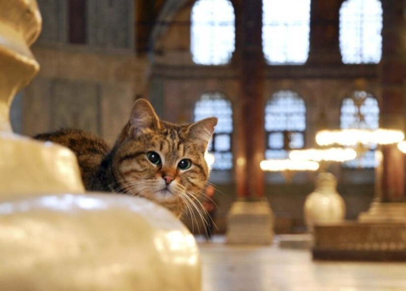 Why the Catholic Church dislikes cats